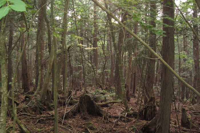 Upaya Jepang Mengurangi Kasus Bunuh Diri di Hutan Aokigahara - National