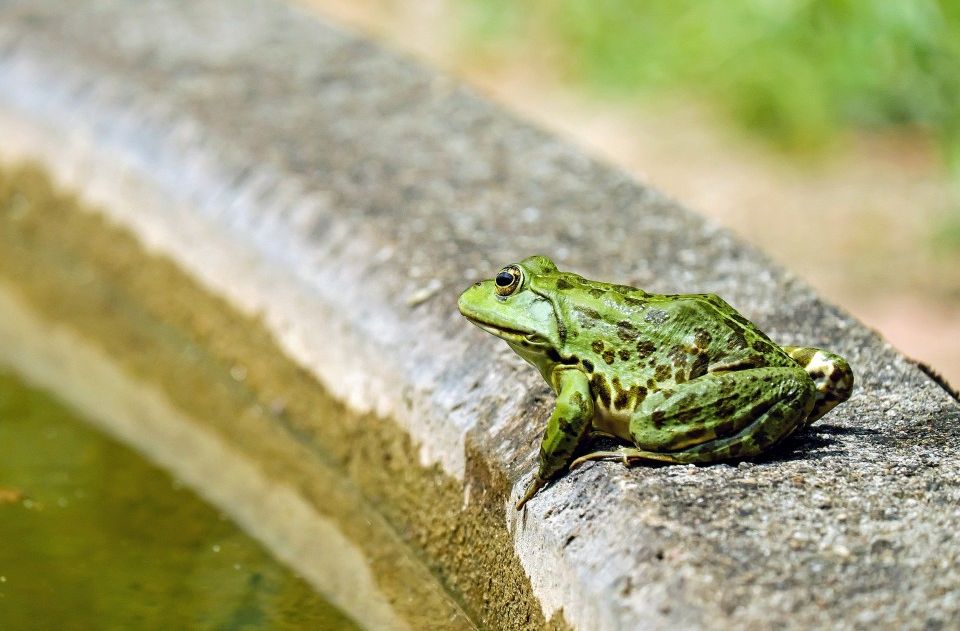 Tahapan Penting Dari Daur Hidup Katak Melalui 4 Metamorfosis Dan Alasannya Semua Halaman Kids