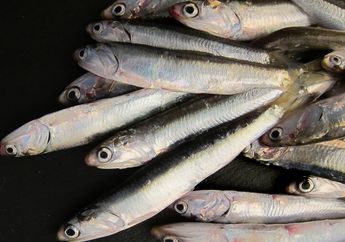 5 Manfaat Luar Biasa Jika Makan Nasi dengan Ikan Teri Setiap Hari, Tidak Perlu Malu Lagi