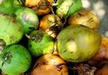 Uban Hilang Sampai ke Akar, Kuncinya Cuma Harus Telaten Keramas Pakai Racikan Kelapa Hijau Ini