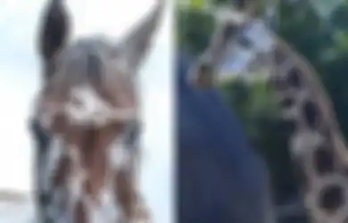 Unik, Seperti Ini Penampakan Kuda Liar Bercorak Jerapah di Hutan, 'Otakku Mengatakan Jerapah, Tapi Melihat Kuda'