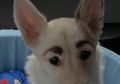 Anjing Ini Viral Karena Punya Corak di Wajahnya yang Mirip Alis