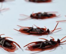 Tips Jitu Singkirkan Kecoa dari Rumah Tanpa Semprotan Serangga, Cukup Pakai 2 Bahan Dapur Ini Saja