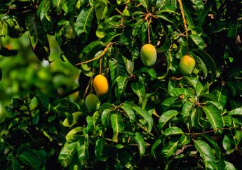 Yang Punya Pohon Mangga Nyesel Baru Tahu, Daun Mangga Ternyata Bisa Atasi Penyakit yang Sering Menyerang Bapak-bapak Ini