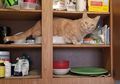 Jangan Sembarangan Naruh! Perhatikan 4 Benda yang Berbahaya bagi Kucing Ini