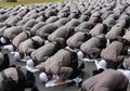 Pilu, Arab Saudi Perintahkan Shalat Tarawih dan Shalat Idul Fitri Dilakukan di Rumah Saat Pandemi Corona