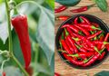 Boleh Dicoba, Diet Cabai Bantu Turunkan Berat Badan Agar Langsing