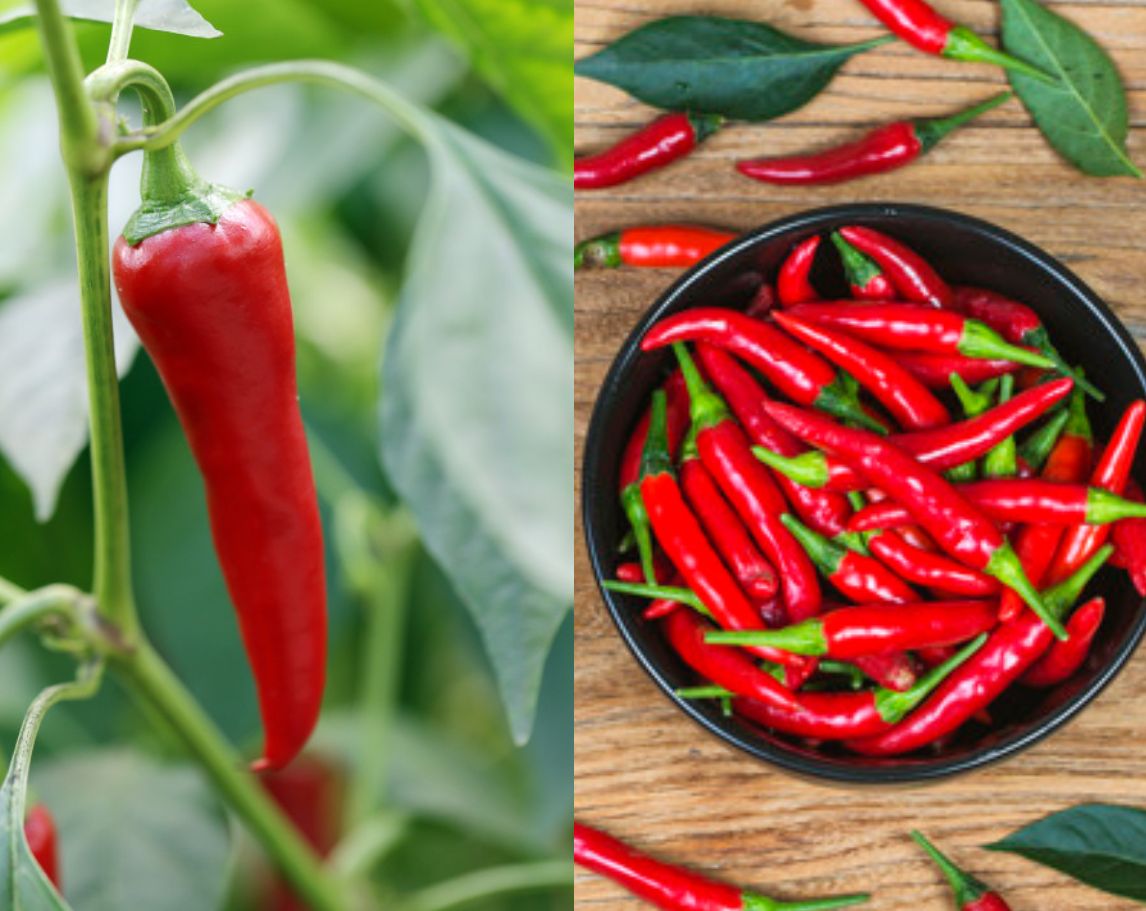 Terungkap! Ternyata Begini Cara Simpan Cabai Dengan Benar Yang Jarang  Diketahui Orang, Bisa Awet Sampai 3 Bulan - Semua Halaman - Nakita