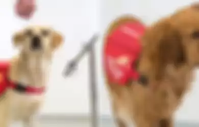 Anjing-anjing yang dilatih oleh Medical Detection Dogs