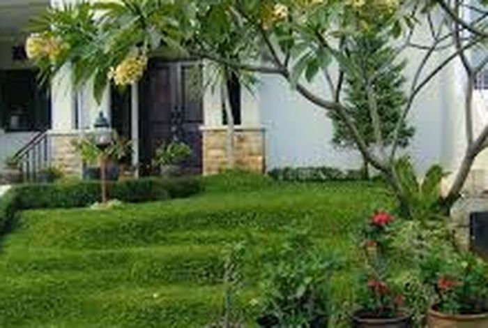 Pelengkap Taman, Inilah 5 Tanaman Peneduh yang Populer Digunakan