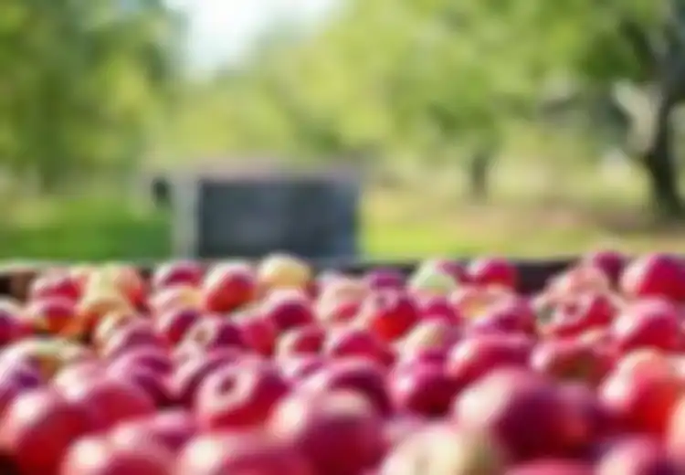 Dibayar Rp 30 Juta Per Minggu, Pemetik Buah Asal Indonesia di Australia Merasa Upah per Jam Lebih Manusiawi