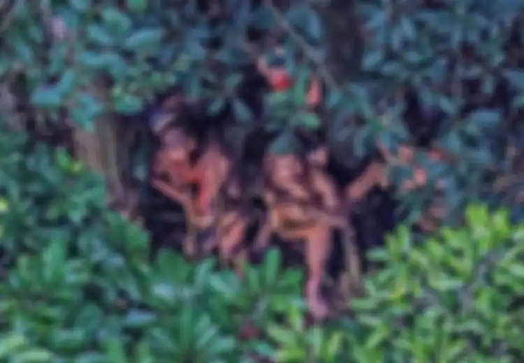 Misteri Suku Mante: Manusia Kerdil dari Pedalaman Aceh yang Konon Rambutnya Terurai Panjang dengan Tubuh Berotot dan Wajah Bersegi