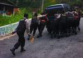'Bersenjatakan' Kayu Pengganjal, para Polisi Ini Selamatkan Banyak Nyawa, Tapi Kadang Justru Dikerjai Seperti Ini