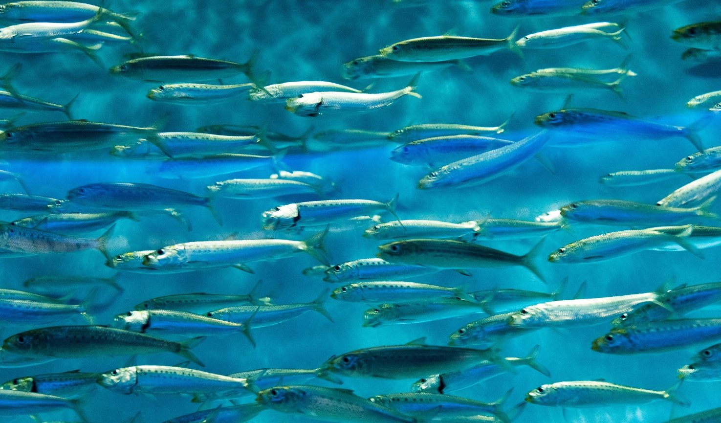 86 Ikan Air Tawar Hidup Di Laut Terbaik