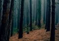 Hindari Virus Corona, Satu Keluarga di Minahasa Utara 'Kabur' ke Hutan, Begini Cerita 4 Hari Mereka 'Bertahan Hidup'