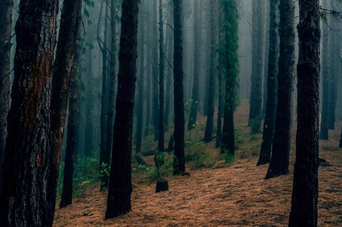 Keluarga yang satu ini memilih kabur dan tinggal di hutan untuk mencegah tertular dari Virus Corona.