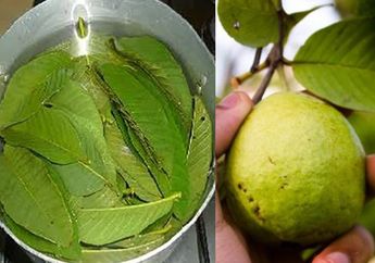 Cuma 30 Detik Kumur dengan Air Rebusan Daun Jambu Biji, Lihat Apa yang Terjadi pada Mulut Kurang dari 24 Jam!
