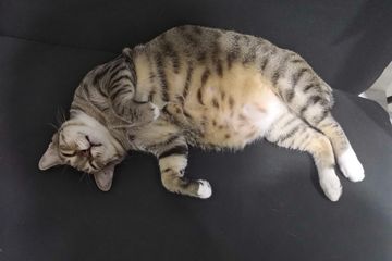 Cara mengatasi kucing alami scabies
