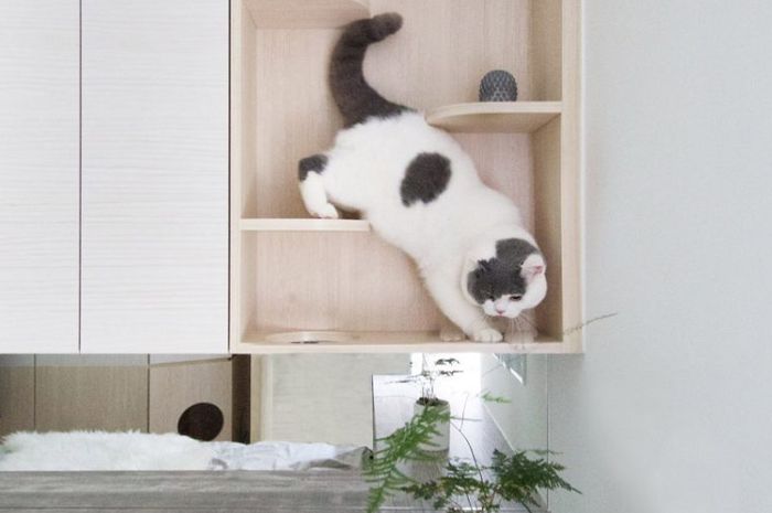 Dapat Menjangkiti Manusia, Ini Dia Bahaya Kutu Kucing yang ...