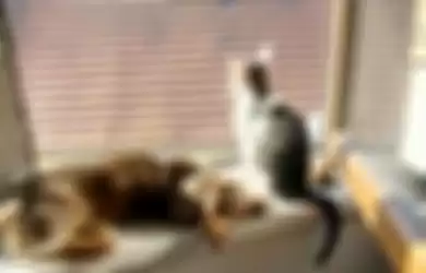 Potret anjing dan kucing yang akur ketika bersama dan berdekatan.