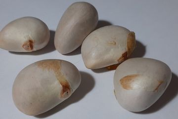 Biji nangka baik untuk kesehatan Moms dan Dads 