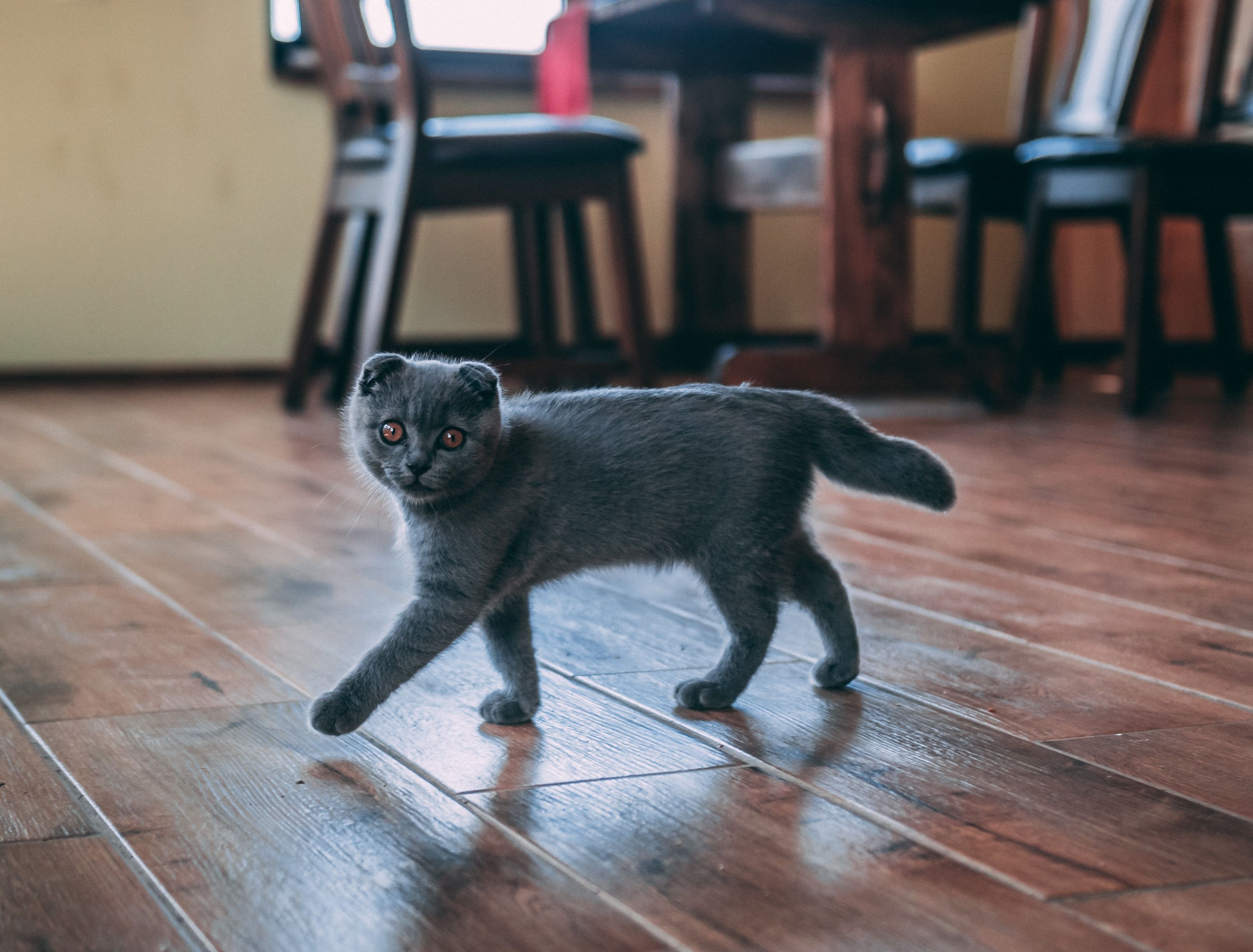 Kucing Jadi Jarang Bermain di Luar Rumah karena Hujan? 3 Cara