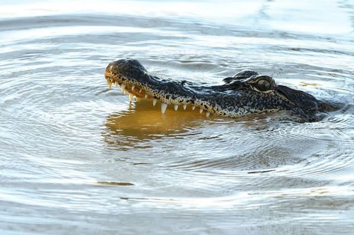 15+ Arti Mimpi Melihat Buaya Di Air