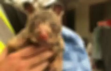 Selain Koala, Sekitar 480 Juta Makhluk Hidup Diperkirakan Telah Mati Akibat Kebakaran Hutan Australia