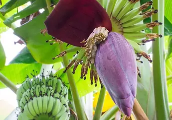 Manfaat Jantung Pisang untuk Kesehatan Manusia, Termasuk Atasi Perdarahan Menstruasi dan Bantu Perbanyak ASI