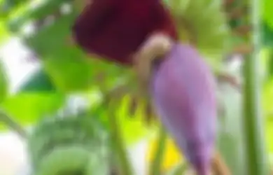 Mau Turunkan Berat Badan Coba Saja Konsumsi Jantung Pisang dan Rasakan Manfaat Jantung Pisang Kepok, Termasuk Atasi Sindrom Pramenstruasi