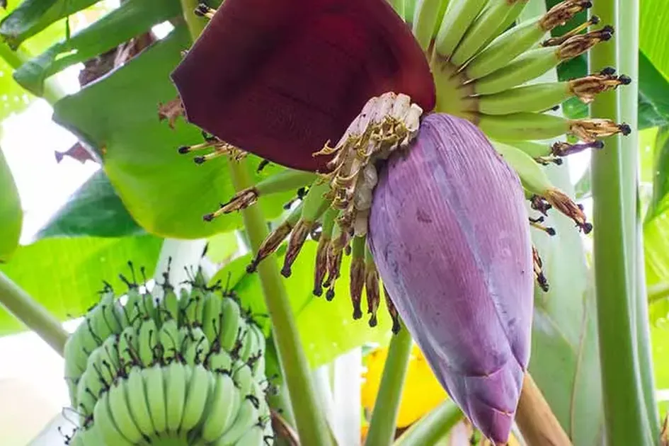 Manfaat Jantung Pisang Untuk Kesehatan Manusia Termasuk Atasi Perdarahan Menstruasi Dan Bantu Perbanyak Asi
