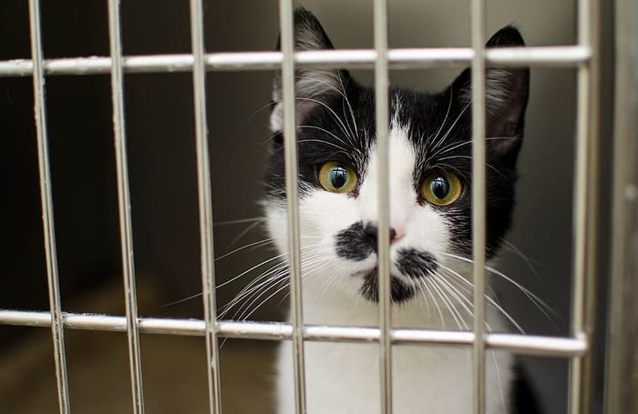 Enggak Cuma Manusia Kucing Juga Bisa Cacingan Karena Beberapa Penyebab