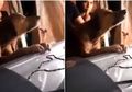 Momen Menyentuh, Seekor Anjing Menitikan Air Mata dan Enggan Melepas Cengkeraman dari Peti Mati Tuannya