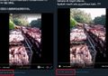 Beredar Video Ribuan Babi Dikubur Hidup-hidup Akibat Virus Corona, Kominfo Ungkap Fakta Sebenarnya