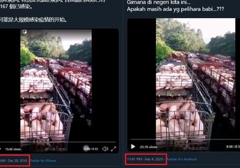 Ribuan Babi Dikubur Hidup-hidup di China Akibat Virus Corona, Kominfo Ungkap Fakta Sebenarnya