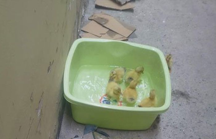 24 Telur Bebek yang Disimpan di Dapur Ini Justru Jadi Anak