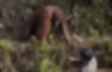Orangutan yang melihat si penjaga hutan membersihkan sungai