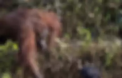 Orangutan mengulurkan tangan kepada si penjaga hutan untuk memberikan bantuan