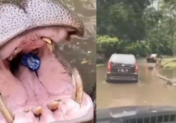 Astaga! Terekam Dashcam Mobil Penumpang Lempar Sampah ke Kudanil, Pelakunya Nggak Disangka