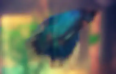 Selain Cupang, Ini 3 Jenis Ikan yang Bisa 'Berantas' Jentik Nyamuk Demam Berdarah