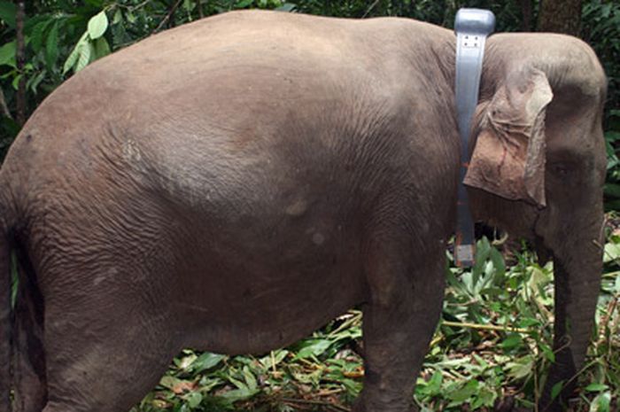 80 Gambar Gajah Betina Paling Keren Gambar Pixabay