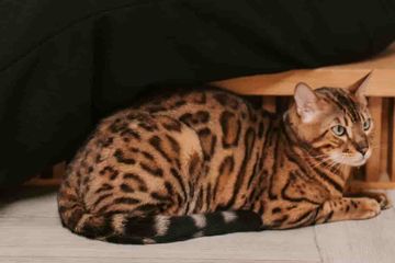 Kucing Bengal