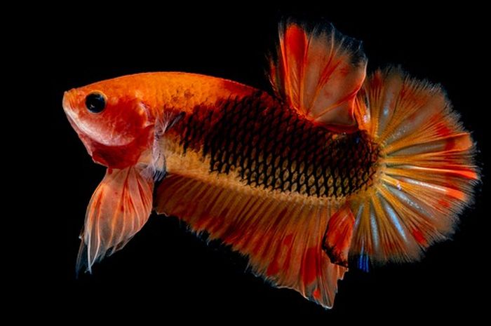 90+ Ciri Ciri Ikan Air Laut Brainly HD Terbaru