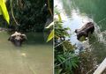 Miris, Diberi Makan Nanas Berisi Mercon, Seekor Gajah Hamil Ini Ditemukan Mati Berdiri Gegara Kelaparan di Tengah Sungai