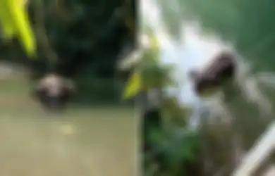 Miris, Diberi Makan Nanas Berisi Mercon, Seekor Gajah Hamil Ini Ditemukan Mati Berdiri Gegara Kelaparan di Tengah Sungai 