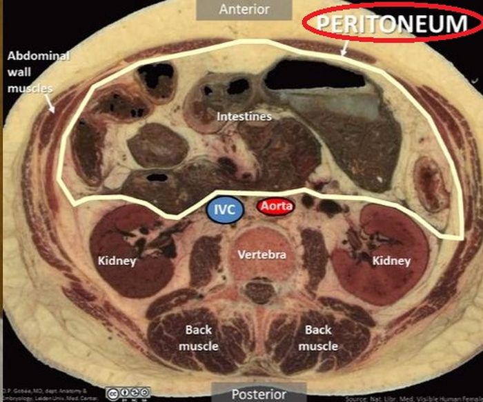 Lapisan Peritoneum