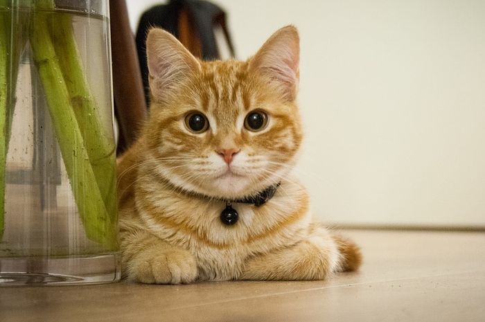 Rupanya Ini Rahasia Agar Kucing Mau Menoleh Saat Dipanggil Namanya Bobo