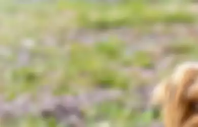 AnjingYorkshire Terrier
