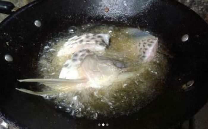 Ikan arwana kesayangan akhirnya digoreng.