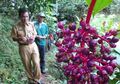 Tak Hanya Atasi Sulit Hamil, Buah Parijoto untuk Kesuburan Juga Bermanfaat Lawan Penyakit Lain, Apa Saja?